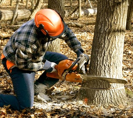 Tree Removal in Camden, IN